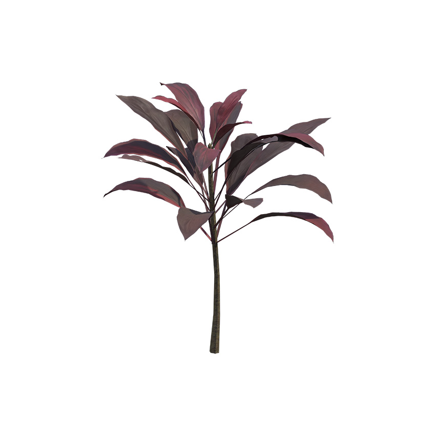 Cordyline fruticosa - Ti Plant 02
